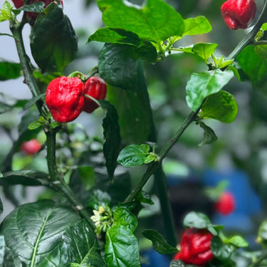 Moruga Trinidad Scorpion Pepper Seeds